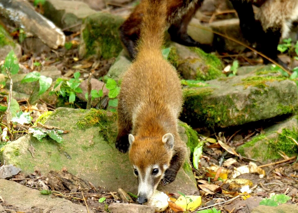 Nachwuchs Weißrüssel_Nasenbär_Zoo Magdeburg