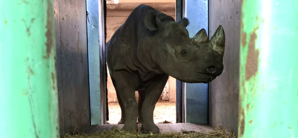 Nashorn Malte in Transportkiste Zoo Magdeburg_Katharina Ruhs