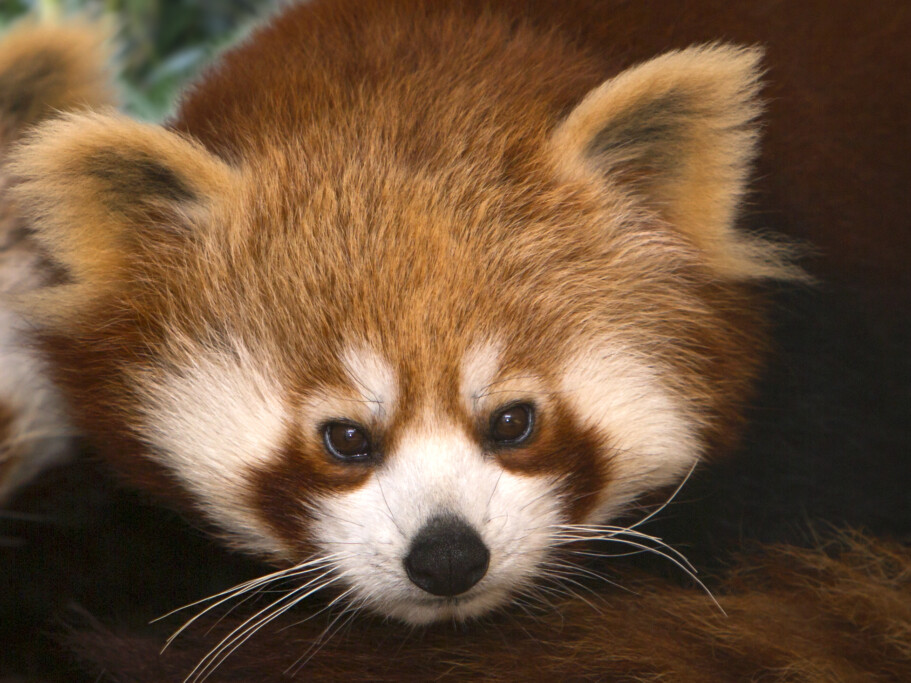 Artenschutz für Rote Pandas_ Zoo Magdeburg_Thomas Rolle