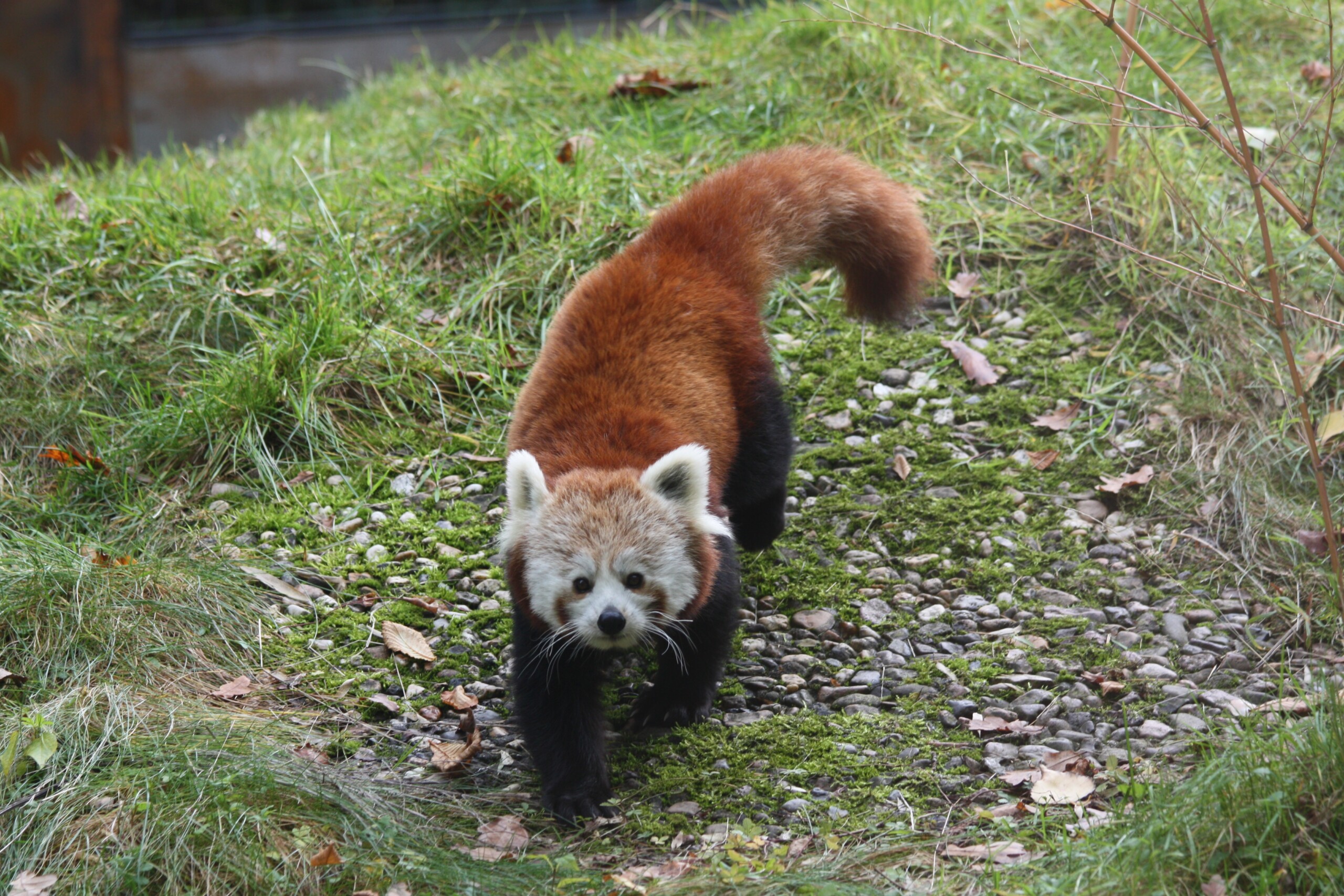 Rote Pandas im Zoo Heidelberg: International Red Panda Day“ zum Schutz der  Tiere - Leimen-Lokal