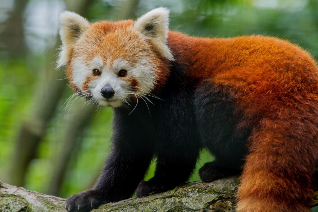 Red Panda Day am 16.09.2023_Zoo Magdeburg_Kai Malter