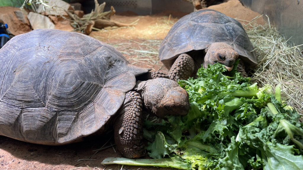 Galapagos- Riesenschildkröte / Zoo Magdeburg Thomas Rolle