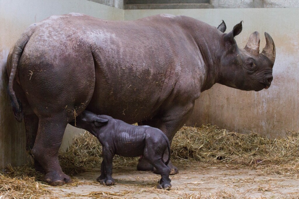 Spitzmaulnashornkuh Malaika mit Makibo 2015 / Zoo Magdeburg