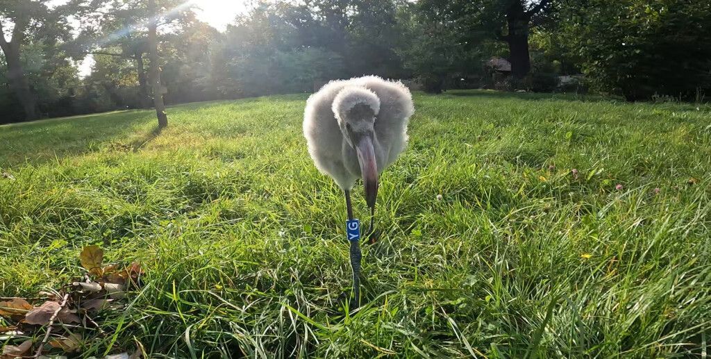 Flamingo-Küken_Zoo Magdeburg/Thomas Rolle