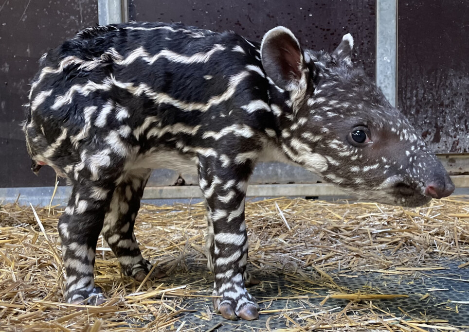 Flachlandtapir geboren_Zoo Magdeburg/ Thomas Rolle
