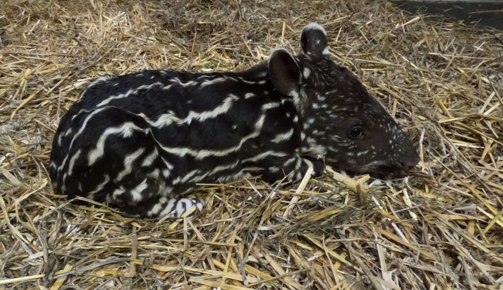 Kleiner Ableger: Flachlandtapir-Nachwuchs geboren am 28.09.2023_Zoo Magdeburg