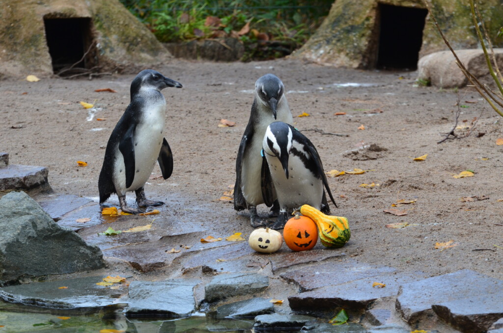 Tierische Halloween im Zoo Magdeburg_Zoo Magdeburg