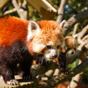 Dem Artenschutz auf der Spur - Welt-Panda-Tag am 16.09.2023