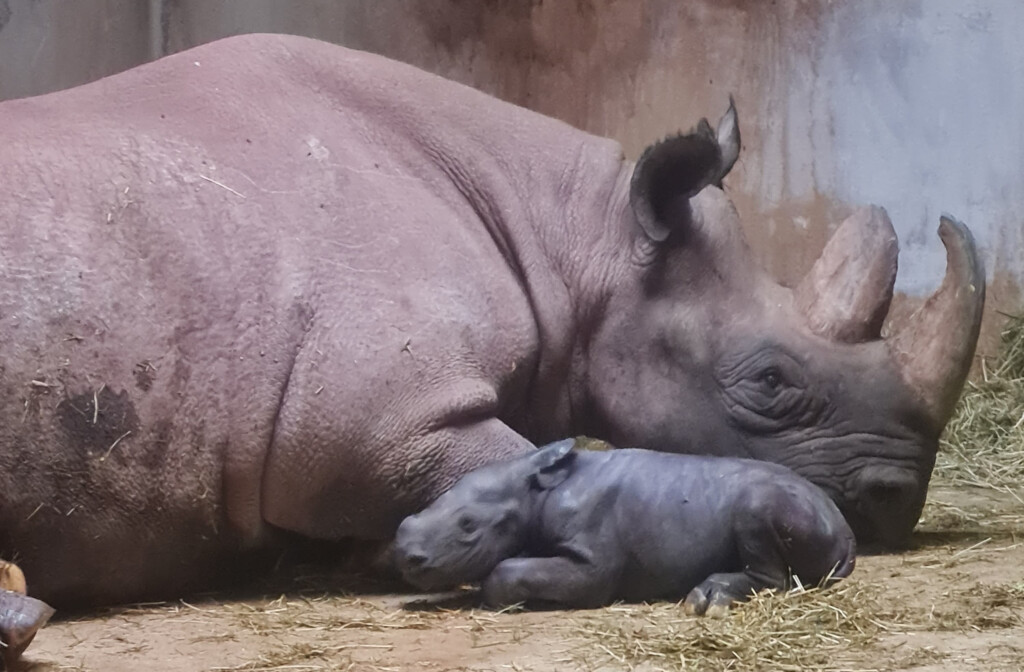 Spitzmaulnashornkuh Malaika mit ihrem Jungtier kurz nach der Geburt am 8.10.2023/Zoo Magdeburg