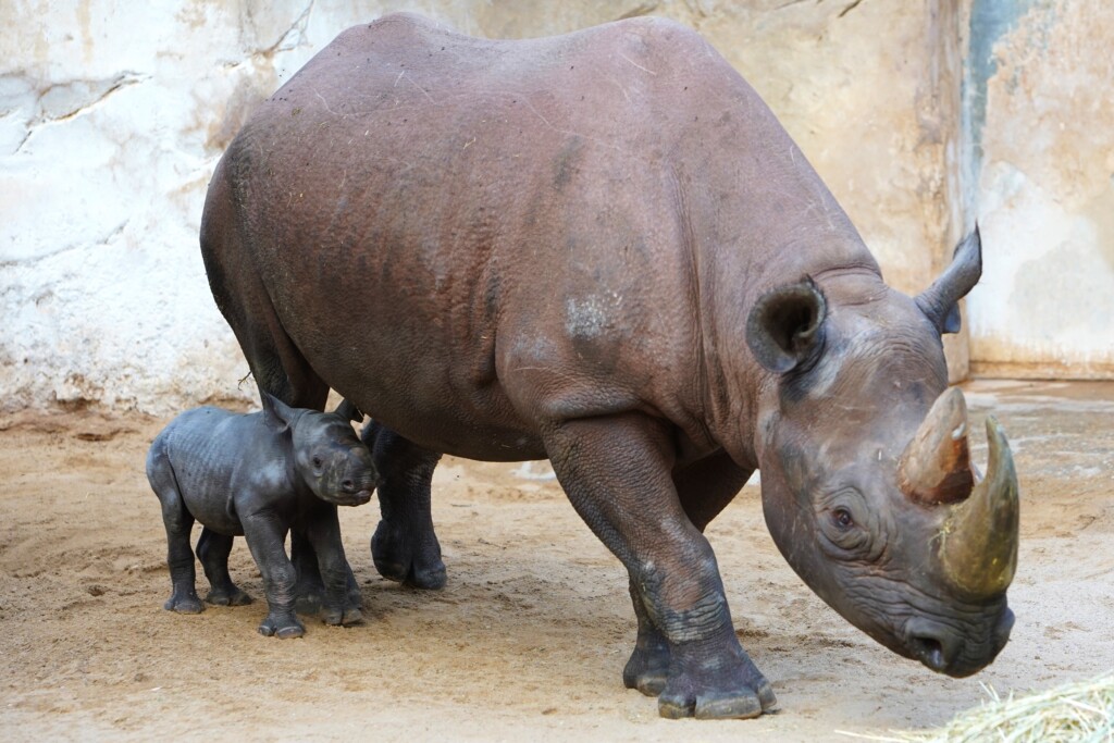 Östliches Spitzmaulnashorn Malaika mit Nachwuchs_Zoo Magdeburg_ Thomas Rolle