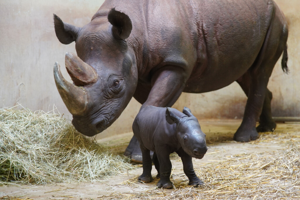 Östliches Spitzmaulnashorn_ Zoo Magdeburg Thomas Rolle