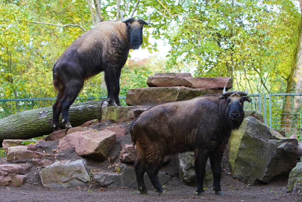 Mishmi Takine Zoo Magdeburg/Thomas Rolle