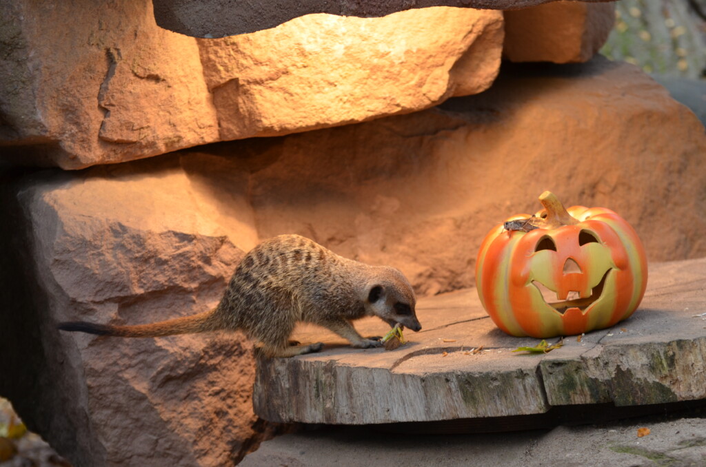 Tierische Halloween_ Erdmännchen_Zoo Magdeburg