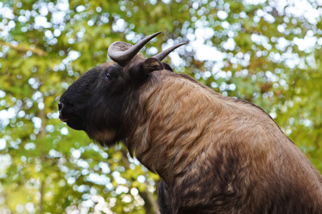 Mishmi-Takin Porträt Zoo Magdeburg/ Thomas Rolle