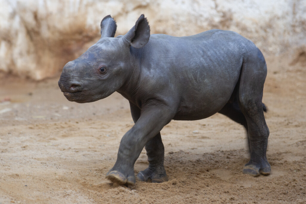 Nachwuchs Östliches Spitzmaulnashorn_ Zoo Magdeburg / Johanna Schunke