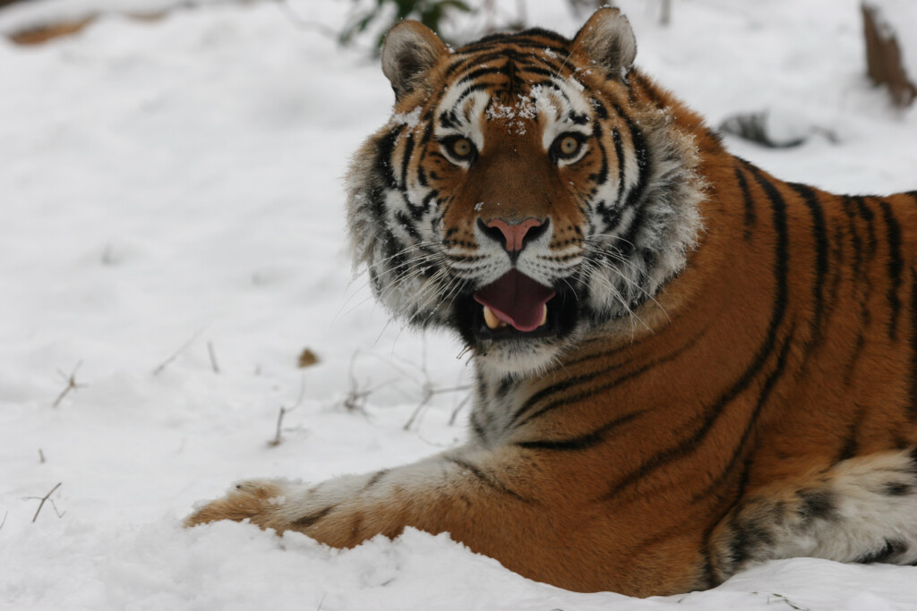 Der Zoo Magdeburg ist am EAZA Ex-situ Programm (EEP) für Sibirische Tiger beteiligt /Zoo Magdeburg_Thomas Rolle