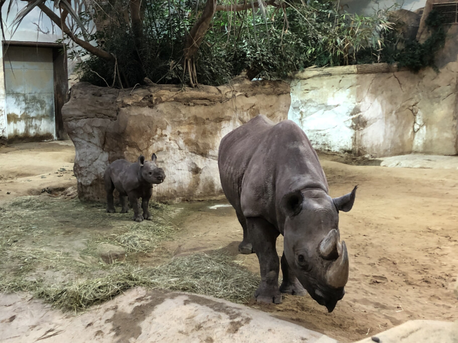 Spitzmaulnashorn Nachwuchs Malia hat Paten / Zoo Magdeburg