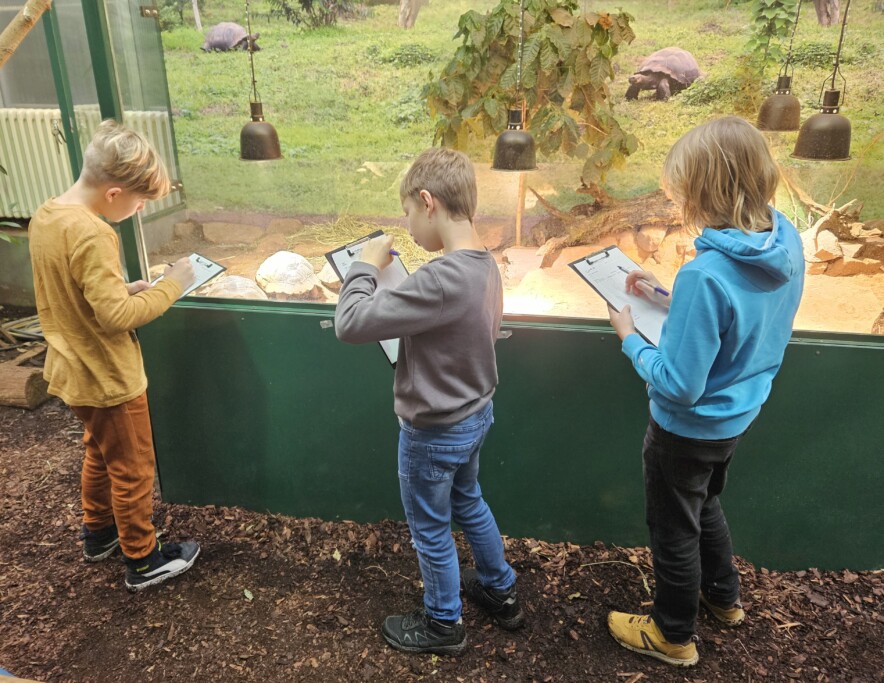 Verhaltensbeobachtung bei Galapagos-Riesenschildkroeten_Zoo Magdeburg