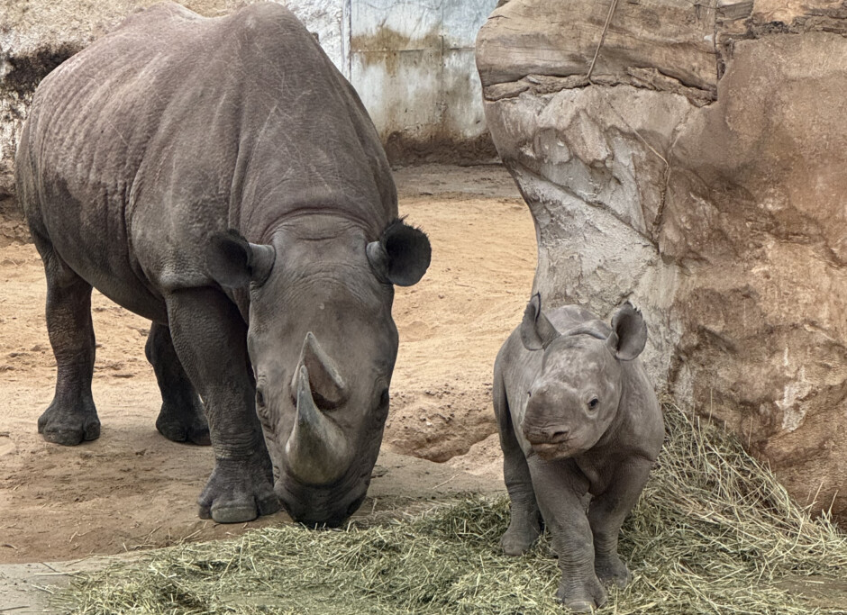 Spitzmaulnashorn Malia beim Herumtoben beobachten_Anna Gerbel_Zoo Magdeburg
