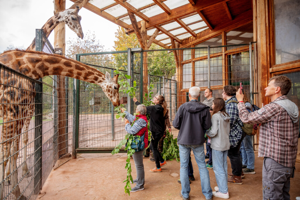 Führung zu den Rothschild-Giraffen_Zoo Magdeburg© www.AndreasLander.de