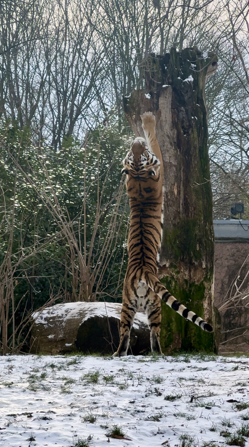 Sibirisches Lagerfeuer mit dem Sax’n Anhalt Orchester Zoologischer