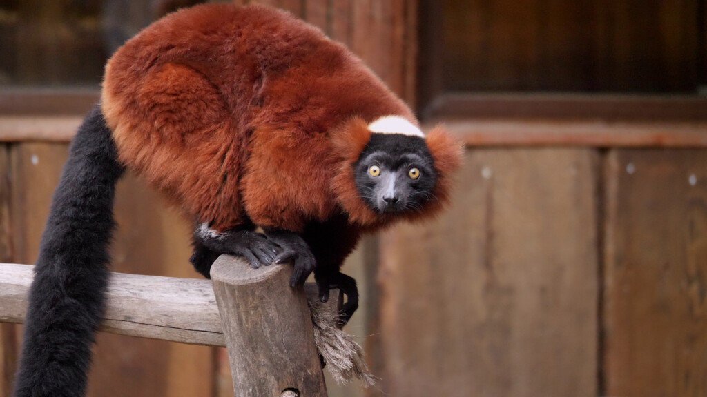 Roter Vari_Zoo Magdeburg