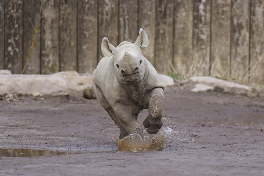 Östliches Spitzmaulnashorn beim Matschen auf der Außenanlage / Zoo Magdeburg_Ingo Treuherz