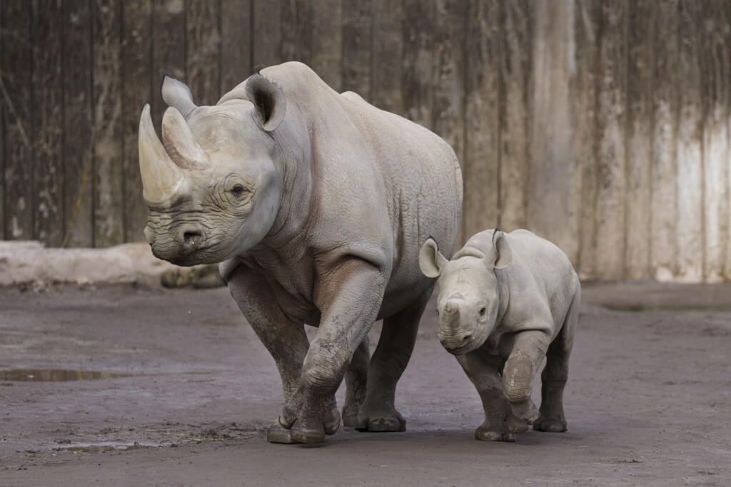 Östliches Spitzmaulnashorn Malaika mit Malia / Zoo Magdeburg_Ingo Treuherz