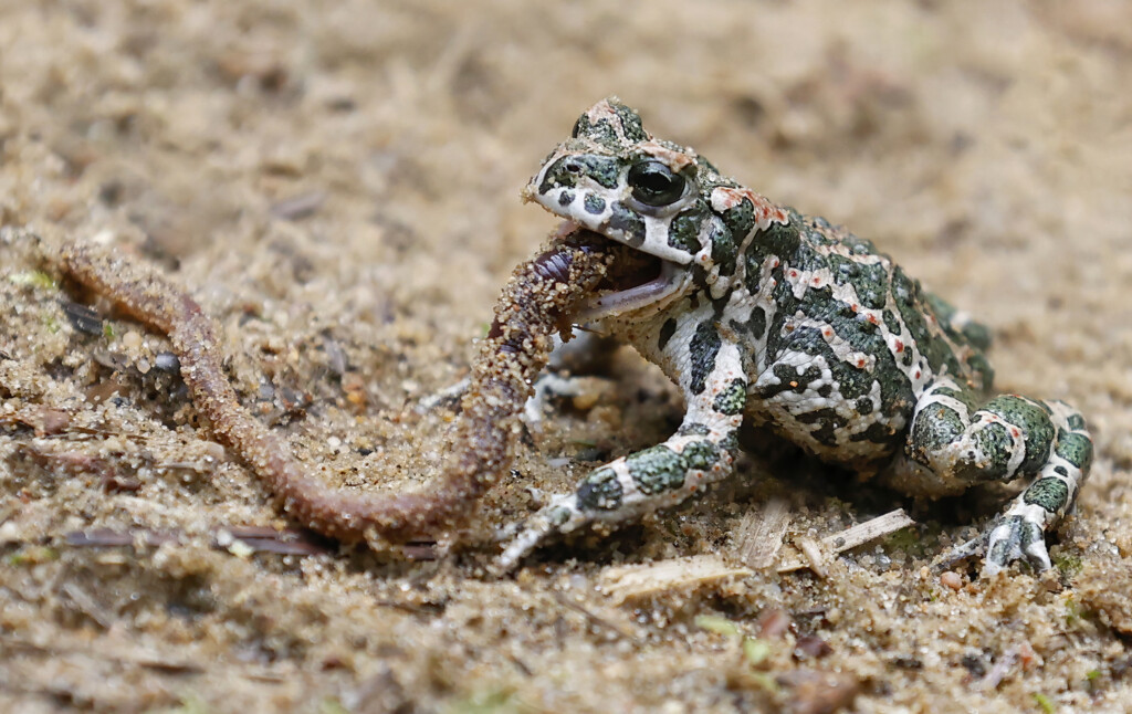 29.07.2021, Sachsenhagen
Niedersachsen - Wechselkroete - Bufo viridis