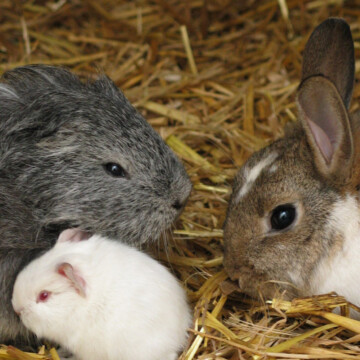 Buntes Osterprogramm im Zoo