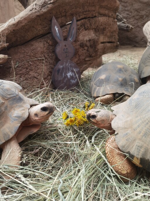 Ostern im Zoo_ Schildkröten mit Osterhase / Zoo Magdeburg