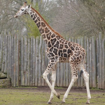 Rothschild-Giraffe Kiano wird 3 Jahre alt!