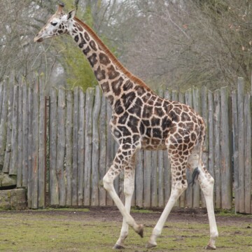 Rothschild-Giraffenbulle KIANO wird 4 Jahre alt!