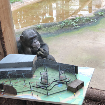 Modell Schimpansenanlage ausgestellt