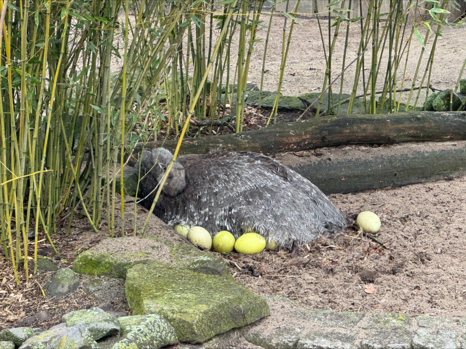  Darwin-Nanduhahn bei der Brut_Zoo Magdeburg / Anna Gerbel