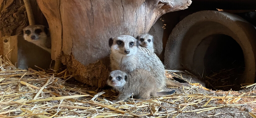 Erdmännchen-Nachwuchs in der Innenanlage_Zoo Magdeburg