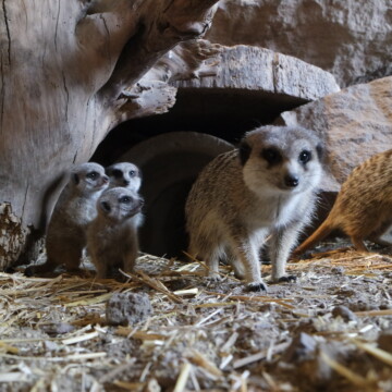 Tierische Ostern im Zoo