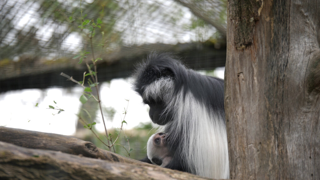 Angola-Stummelaffe mit Nachwuchs / Zoo Magdeburg