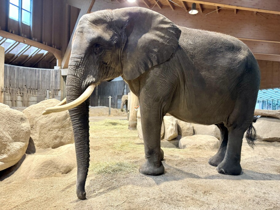Afrikanische Elefantenkuh Sweni kommt nach Magdeburg_Vanessa Hagedorn/Zoo Wuppertal