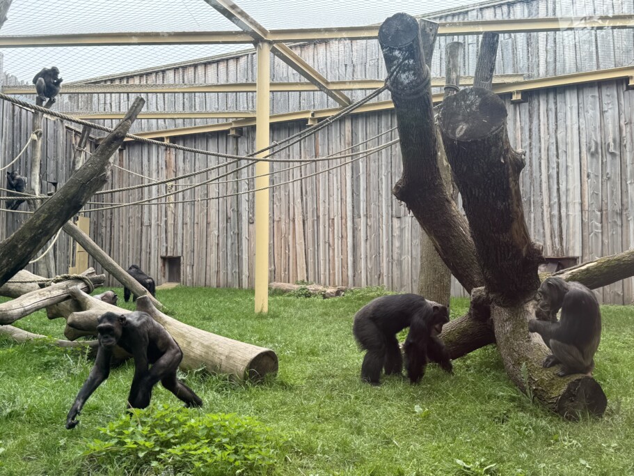 Schimpansengruppe auf der Außenanlage_Zoo Magdeburg