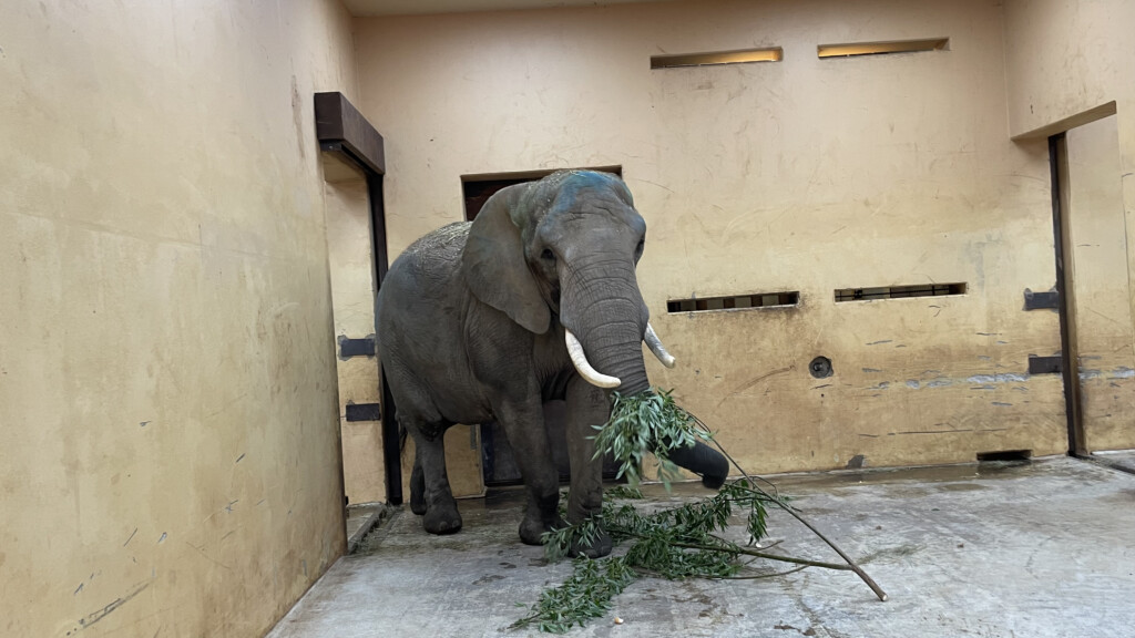 Ankunft Elefantenkuh Sweni in Magdeburg _Zoo Magdeburg