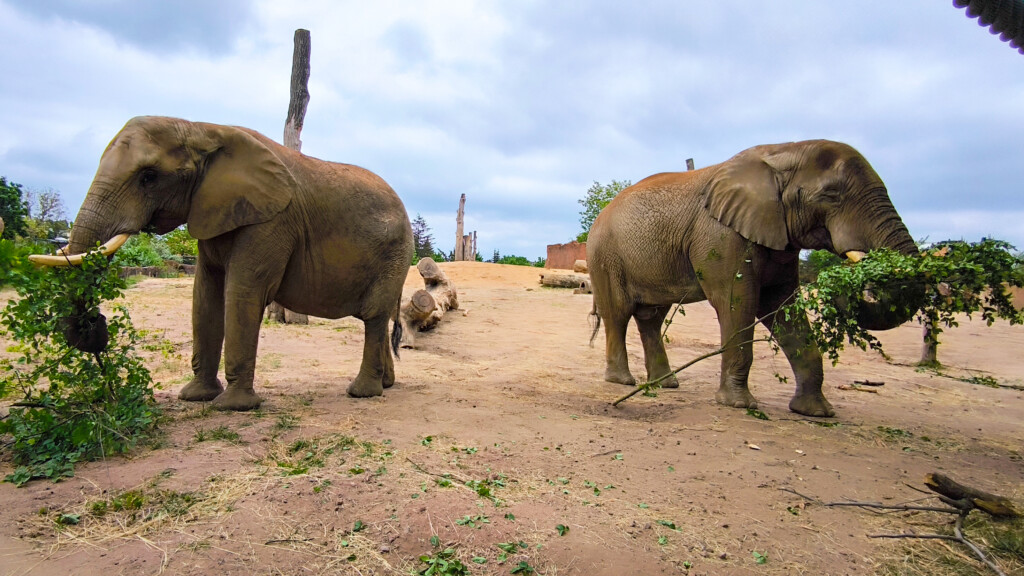 Neue Elefantenkuh Sweni mit dem Elefantenbullen Kando auf der Außenanlage_Zoo Magdeburg