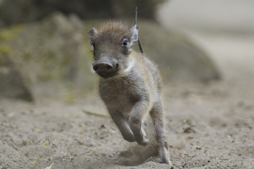 Warzenscheinjunges_Zoo Magdeburg_Ingo Treuherz