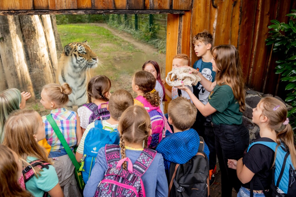 Zu Besuch bei der Amur-Tigerin Stormi-Sheera © www.AndreasLander.de