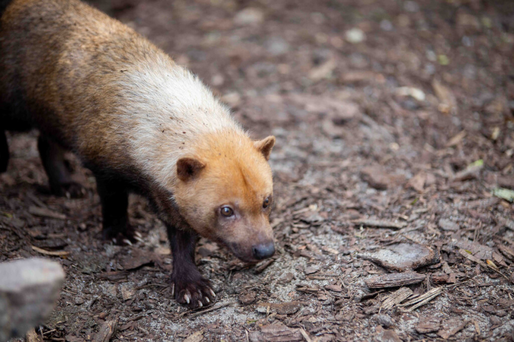 Waldhund Donald / Zoo Magdeburg_Robert Knoerich