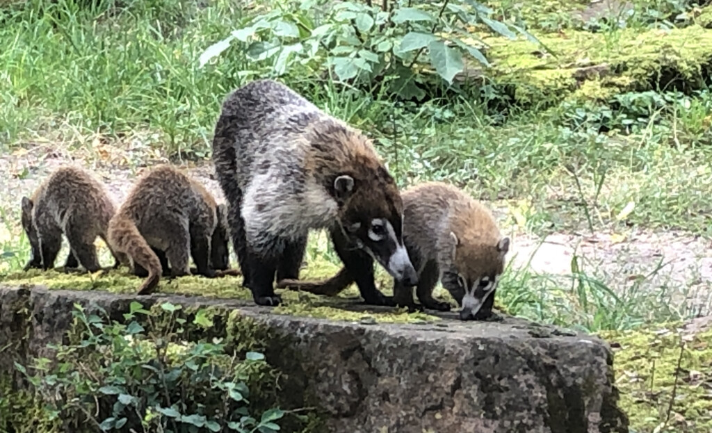 Dreifacher Nachwuchs Weißrüssel-Nasenbär / Zoo Magdeburg
