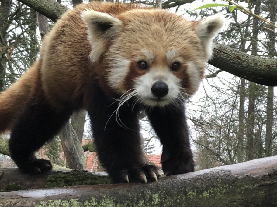 Roter Panda NAMI auf Erkundungstour_Zoo Magdeburg_Regina Jembere