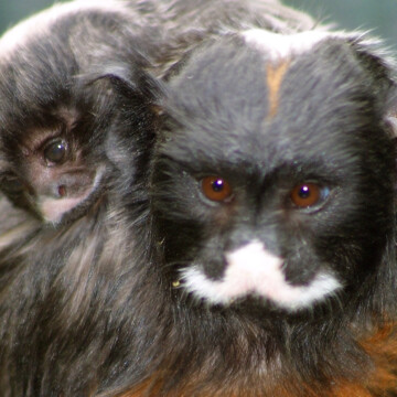 Jungtier beim Rotbauchtamarin