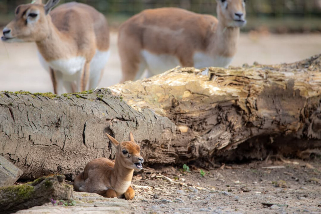 Jungtier Hirschziegenantilope_Zoo Magdeburg_Mario Wolframm
