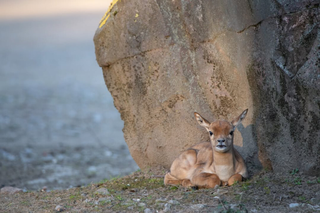 Nachwuchs Hirschziegenantilope Zoo Magdeburg_Mario Wolframm